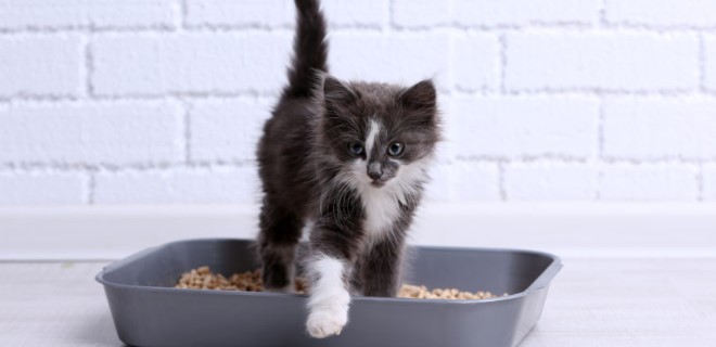 Kedi Kumu Ne Kadar Zamanda Bir Degistirilir Kedikumu Org